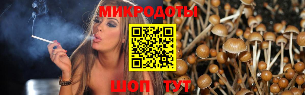Псилоцибиновые грибы Psilocybe Гусев